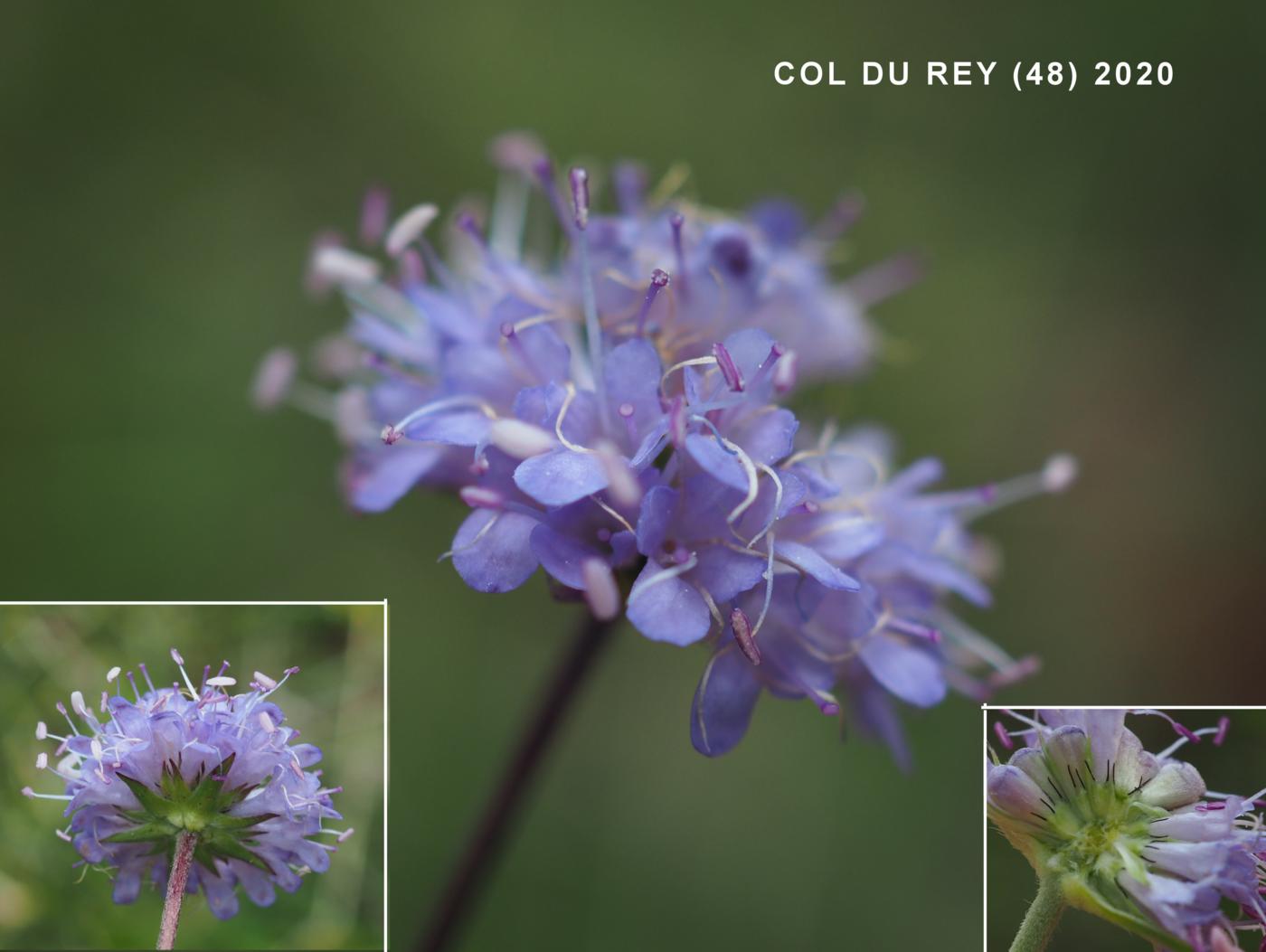 Scabious, Devils-bit flower